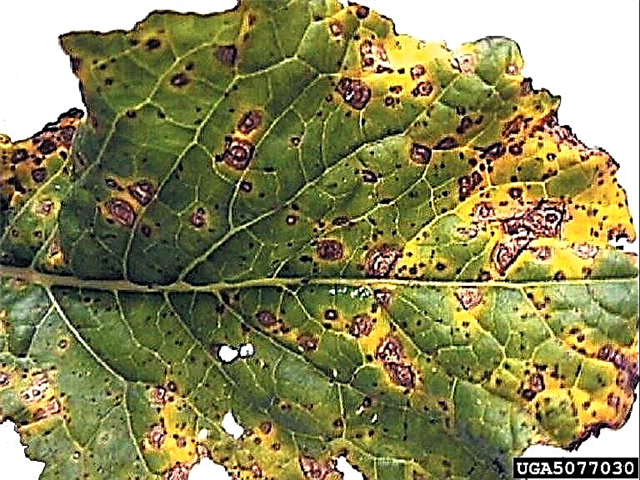 Alternaria Leaf Spot من اللفت - علاج اللفت مع بقعة أوراق Alternaria