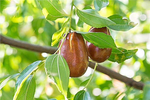 Árboles de azufaifa en contenedor: consejos para cultivar azufaifa en macetas