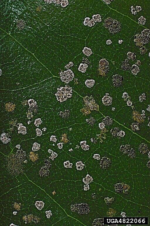 Blackberry Algal Spot - Tratarea petelor de alge pe mure