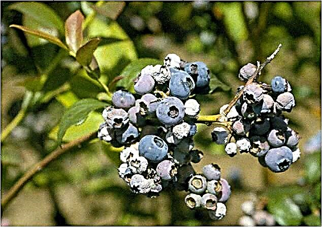 Hva er Blueberry Mummy Berry - Hva skal du gjøre med mumifiserte blåbær