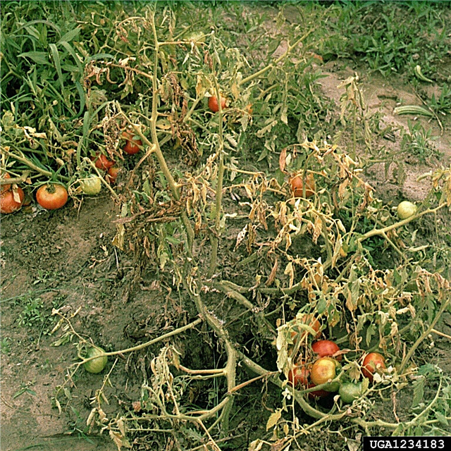 Control del tomate Southern Blight: Cómo tratar el Southern Blight Of Tomatoes