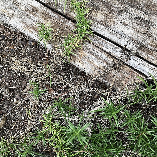 Manejo de plantas Phlox secas: ¿Por qué mi Phlox es amarillo y seco?