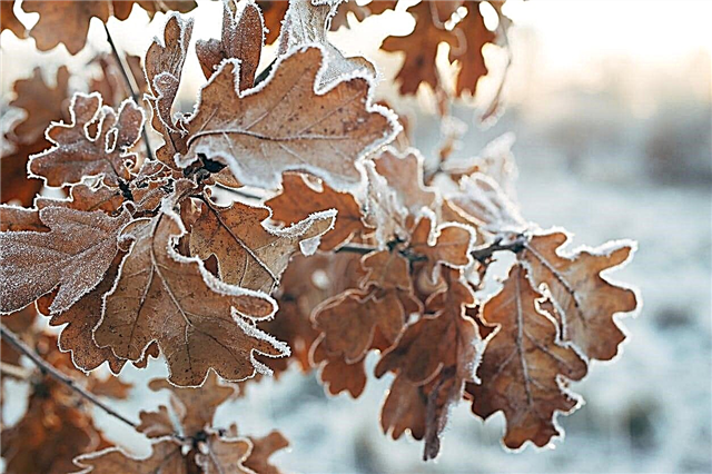 Baumblätter fielen im Winter nicht ab: Gründe, warum Blätter nicht von einem Baum fielen