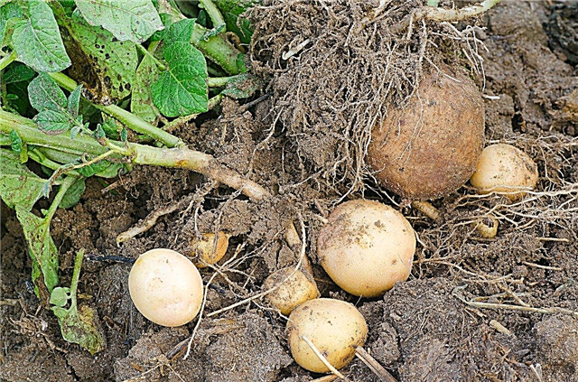 Quelles sont les différences entre les pommes de terre déterminées et indéterminées