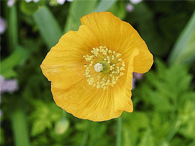 Informasi Meconopsis: Cara Menumbuhkan Bunga Poppy Welsh Di Kebun