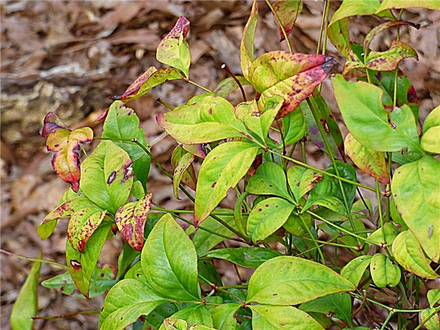 Tratamiento de manchas de hojas de arándano: aprenda sobre los tipos de manchas de hojas de arándano