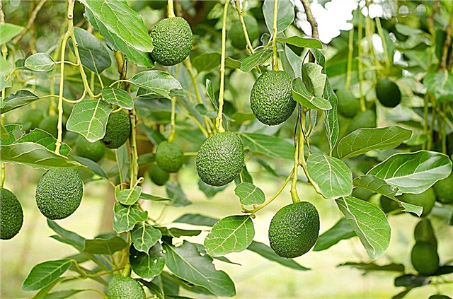 Problemas de abacate infrutífero - razões para uma árvore de abacate sem frutas