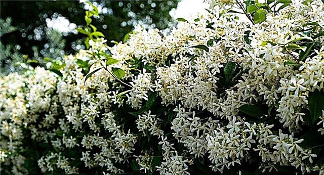 Onko Star Jasmine hyvä pensasajoille - opi Jasmine-pensaspenkin kasvattamisesta