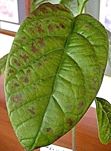 Καμένα φύλλα αβοκάντο: Τι προκαλεί καύση φύλλων αβοκάντο