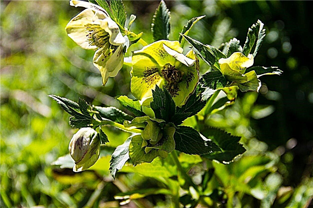 Κοινές ασθένειες Hellebore - Πώς να θεραπεύσετε τα άρρωστα φυτά Hellebore