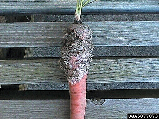 Southern Blight On Carrot: Πώς να διαχειριστείτε τα καρότα με το Southern Blight