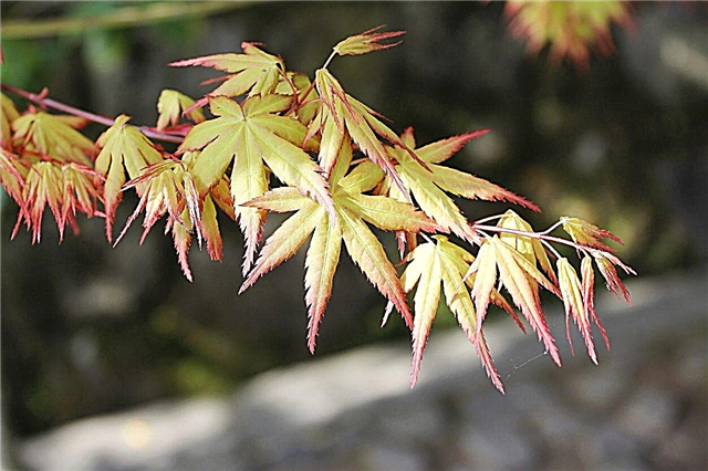 Mengapa Maple Jepun Tidak Akan Keluar - Menyelesaikan Masalah Pokok Maple Jepun Tanpa Daun