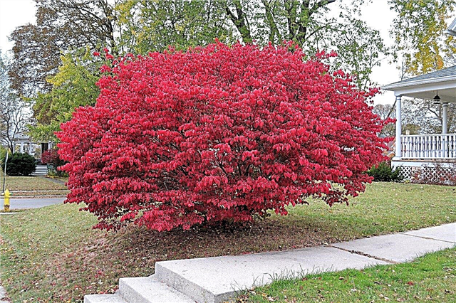 Por qué no se volverá rojo el arbusto ardiente: razones por las que un arbusto ardiente se mantiene verde