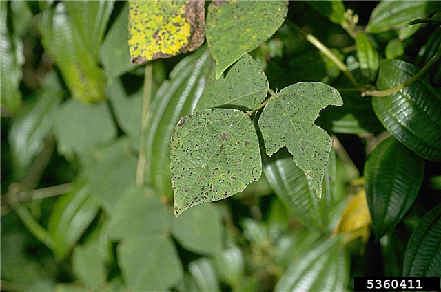 Southern Pea Rust Disease: Erfahren Sie mehr über die Behandlung von Rost bei Kuherbsen