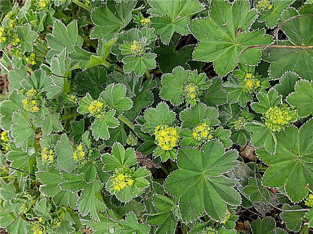 Lady's Mantle In A Pot - Hur man odlar Lady's Mantle In Containers