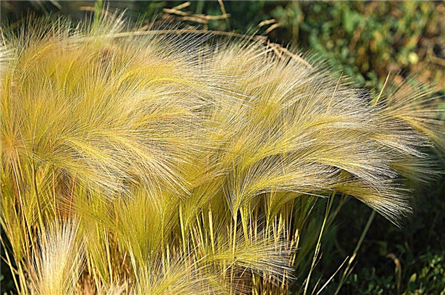 What Is Stipa Grass: Pelajari Tentang Perawatan Rumput Bulu Meksiko