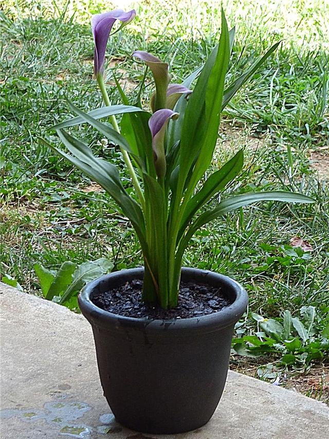 Planter un lis calla dans un pot: soin des lis calla cultivés en pot