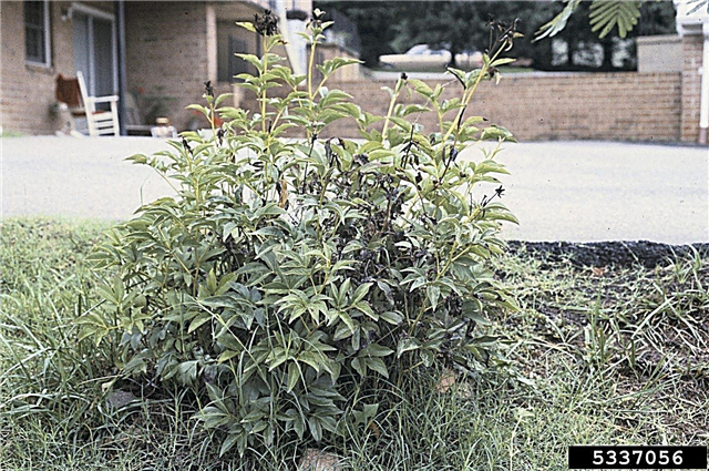 أسباب أوراق نبات الفاوانيا: نصائح لعلاج أوراق الفاوانيا المرقطة