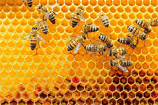 มีสายพันธุ์ผึ้งกี่ตัว - เรียนรู้เกี่ยวกับความแตกต่างระหว่างผึ้ง