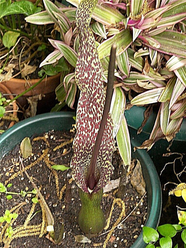 Voodoo Lily Propagation: Tipps zur Vermehrung von Voodoo Lily Pflanzen