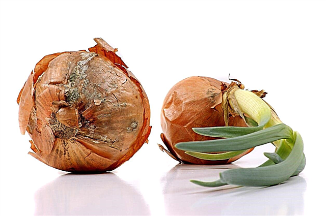 Wat is ui Mushy Rot: tips voor het beheren van Mushy Rot In Onions