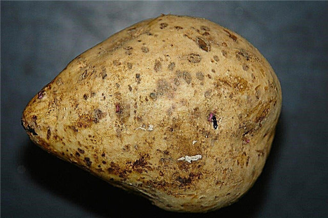 معلومات قشر البطاطا الحلوة: معالجة البطاطا الحلوة بالقشرة