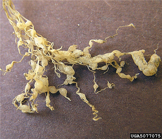 Problemas de la okra del nematodo: tratamiento de la okra con nematodos del nudo de la raíz