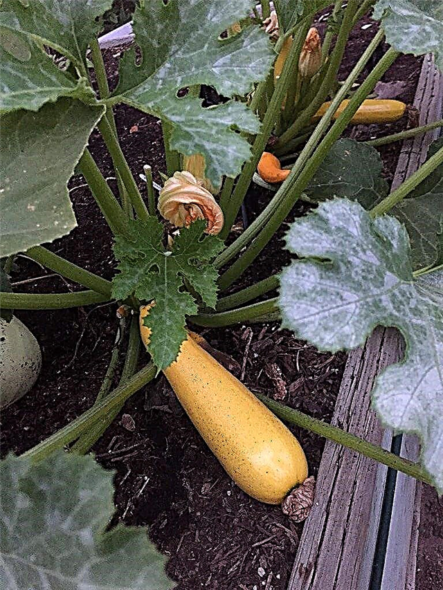Gyldne zucchini-planter: Sådan dyrkes gyldne zucchini i haven