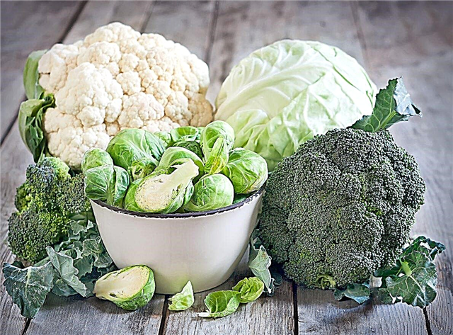 Choisir des légumes riches en vitamine K: quels légumes ont une teneur élevée en vitamine K