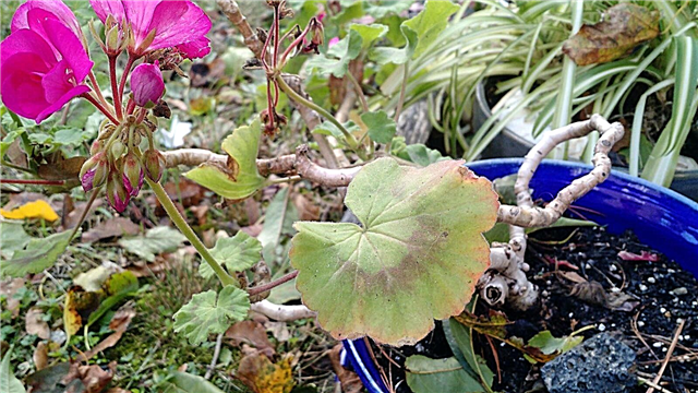 Red Geranium Leaves - Důvody pro červené listy na Geranium