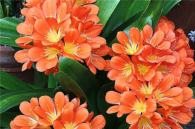Outdoor Clivia Lily Care: Dowiedz się o uprawie lilii Clivia na zewnątrz