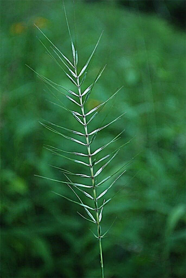 O que é Bottlebrush Grass - Como cultivar plantas Bottlebrush Grass