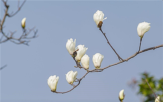 Suljetut magnoliapudot: syyt magnolian kukinnan avautumiseen
