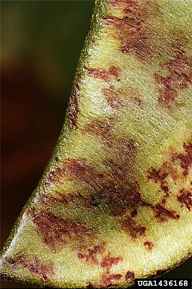 Lima Fasulyesi Hastalıkları: Hasta Tereyağı Fasulyesi Bitkilerini Nasıl Tedavi Edeceğinizi Öğrenin