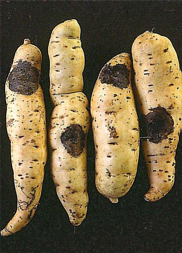 Pudrición negra de la batata: cómo manejar las batatas con podredumbre negra