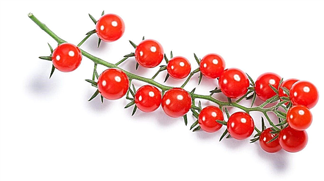 Informace o divokých rajčatech: Získejte informace o pěstování divokých rajčat