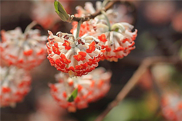 Edgeworthia Bilgileri: Paperbush Bitki Bakımı Hakkında Bilgi Edinin
