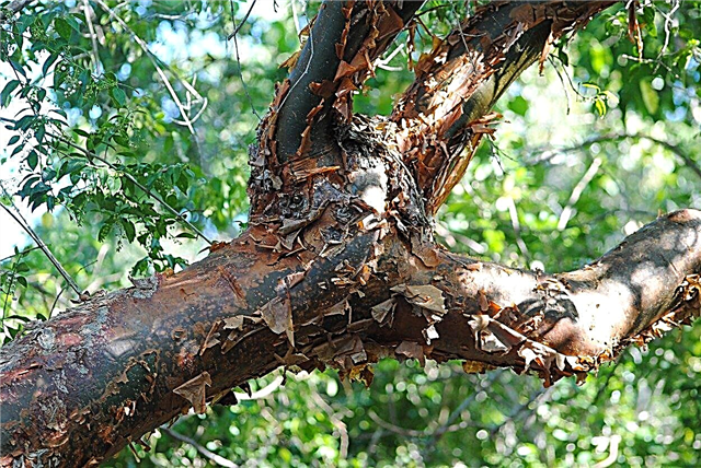 Informazioni su Gumbo Limbo - Come coltivare alberi di limbo Gumbo