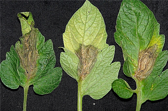 토마토의 회색 곰팡이 : 토마토 식물에서 회색 곰팡이를 치료하는 방법