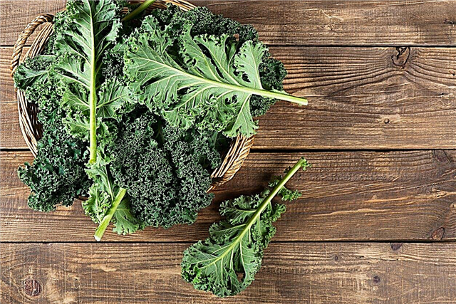 Sources de calcium végétarien: principaux légumes pour l'apport en calcium