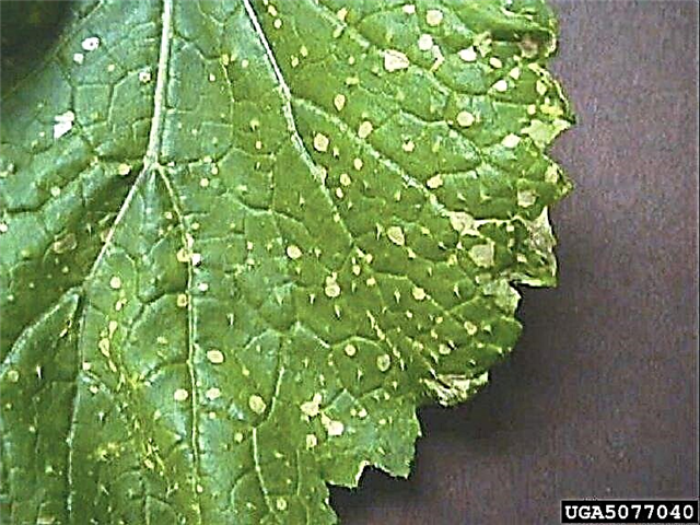 Información de mancha blanca de nabo: ¿Qué causa las manchas blancas en las hojas de nabo?