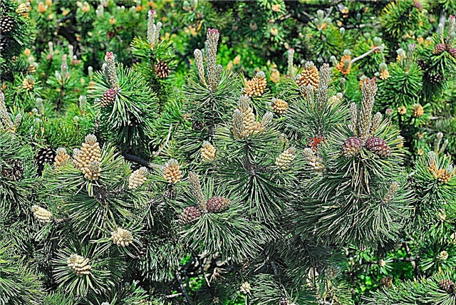 Pemangkasan Mugo Pines: Adakah Mugo Pines Perlu Dipangkas
