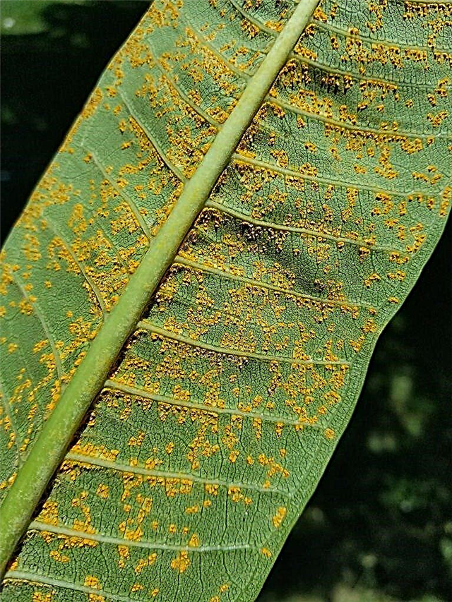 الفطر Plumeria Rust: كيفية علاج نباتات Plumeria مع فطريات الصدأ