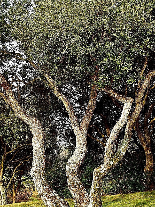 Cork Oak Information - Μάθετε περισσότερα για το Cork Oak Trees In The Landscape