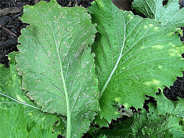 Lobak dengan karat putih: apa yang menyebabkan bintik-bintik putih pada daun lobak