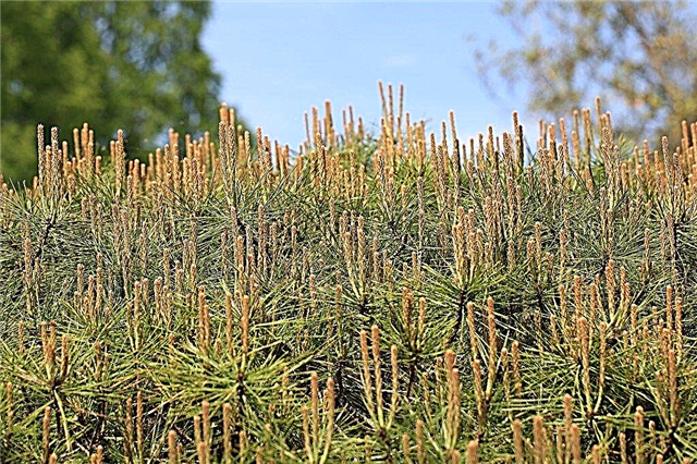 Japanese Red Pine Info - Wie man eine japanische Rotkiefer wächst