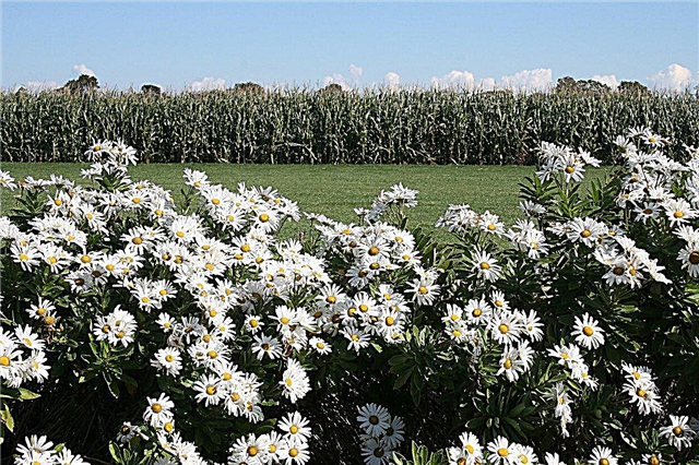 Montauk Daisy Info - Aprenda a cultivar margaritas Montauk
