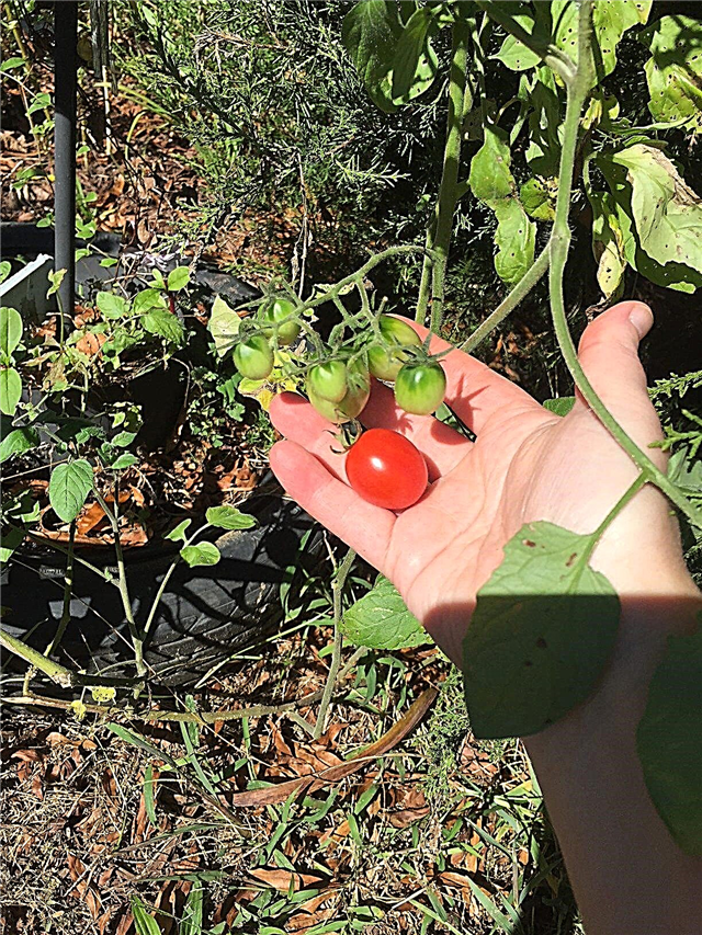 Ar savanoriški pomidorai yra geras dalykas - sužinokite apie savanorių pomidorų augalus