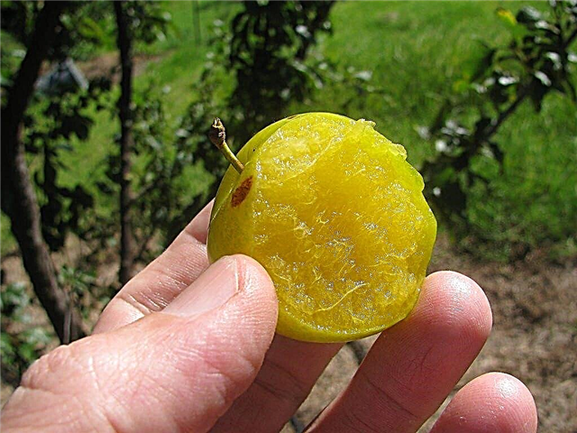 What Is A Green Gage Plum - How To Grow A Green Gage Plum Tree