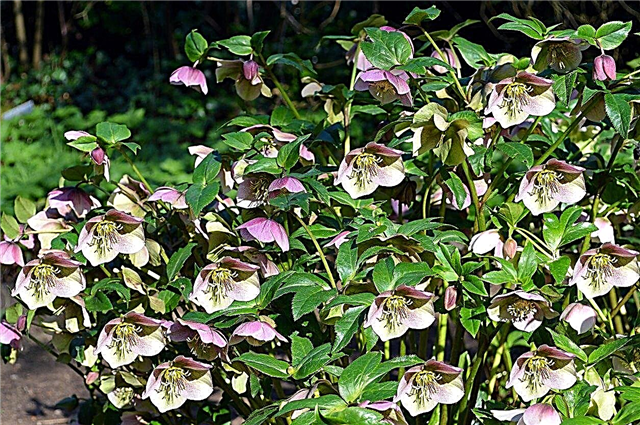 Informacije o orientalski hellebore - Naučite se o gojenju orientalskih rastlin hellebore